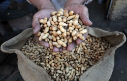 Россия запретила ввоз арахиса из США