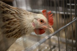 Россия запретила ввоз птицы и яиц из США
