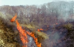 С пожарами борются увольнениями