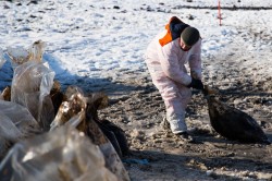 На севере Сахалина разлилось 15 тонн нефти На севере Сахалина разлилось 15 тонн нефти