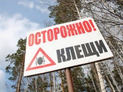 Клещи атакуют россиян Клещи атакуют россиян