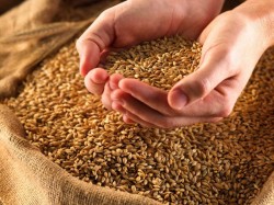 Зубков «вспугнул» мировые цены на пшеницу