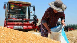 Экспорт продовольствия из России вырос на 21% Экспорт продовольствия из России вырос на 21%