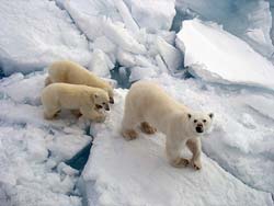 Арктику откроют для туристов