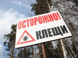 Клещи атакуют россиян Клещи атакуют россиян