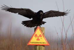 Мир вспоминает Чернобыльскую трагедию Мир вспоминает Чернобыльскую трагедию