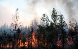 В России горит почти 2 миллиона гектар В России горит почти 2 миллиона гектар