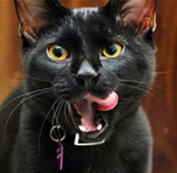 В США задержали "ядерную" кошку