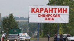 Растет количество зараженных сибирской язвой на Ямале Растет количество зараженных сибирской язвой на Ямале