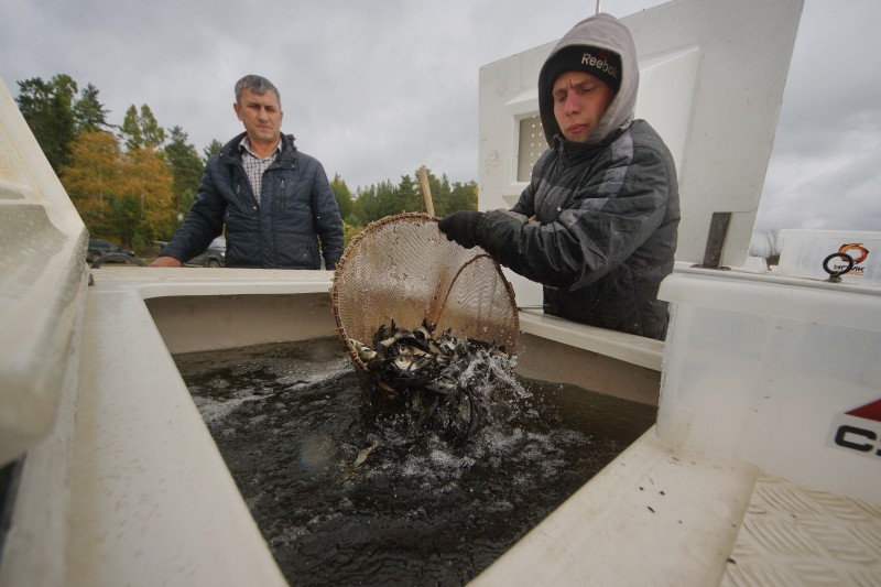 Тресковая война Тресковая война