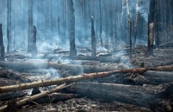 В Забайкалье потушены все лесные пожары 