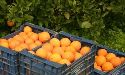 В Россию начались поставки овощей и фруктов из Сирии