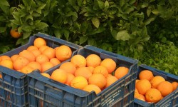В Россию начались поставки овощей и фруктов из Сирии В Россию начались поставки овощей и фруктов из Сирии