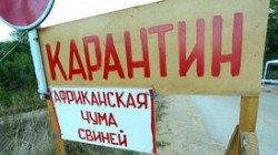 Животных атакуют африканская чума и ящур Животных атакуют африканская чума и ящур