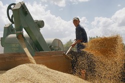 Экспортёры прекратили закупку зерна в России