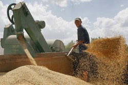 Экспортёры прекратили закупку зерна в России Экспортёры прекратили закупку зерна в России
