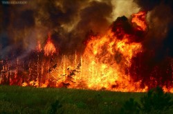 На Дальнем Востоке полыхают леса