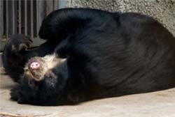 В зоопарке медведи заснут от голода
