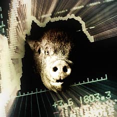 H1N1: вирус страха и ксенофобии H1N1: вирус страха и ксенофобии