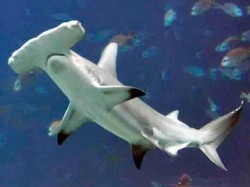 Пьяный серб спас Египет от акулы
