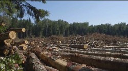 Лес рубят… Лес рубят…