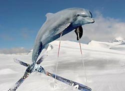 Символом Олимпиады-2014 стал дельфин
