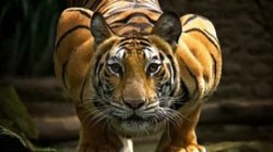 Кудрин сравнил правительство РФ с «выжидающим тигром» Кудрин сравнил правительство РФ с «выжидающим тигром»