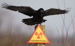 «КиберБеркут»: ВСУ планируют отравить Донбасс радиоактивными отходами «КиберБеркут»: ВСУ планируют отравить Донбасс радиоактивными отходами