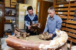 Российские ученые открыли новый вид динозавров Российские ученые открыли новый вид динозавров