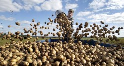 Россия будет покупать заморскую картошку