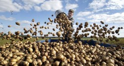 Россия будет покупать заморскую картошку Россия будет покупать заморскую картошку