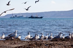 На Курилы хотят выделить более 68 млрд рублей На Курилы хотят выделить более 68 млрд рублей