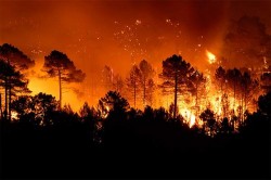 В Сибири горят леса
