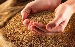 Россия увеличит поставки зерна в Египет
