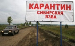 На Ямале от сибирской язвы умер 12-летний ребёнок На Ямале от сибирской язвы умер 12-летний ребёнок