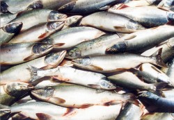 Почему наша рыбная держава все увеличивает импорт рыбы?
