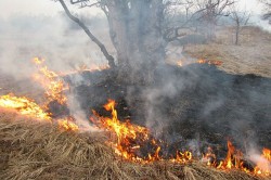 В России запретили сжигать сухую траву В России запретили сжигать сухую траву