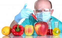 От ГМО-продуктов – к ГМО-человеку От ГМО-продуктов – к ГМО-человеку