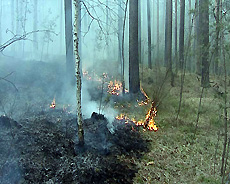 Лесные пожары добрались до Якутии