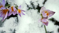 Май завалит снегом Май завалит снегом
