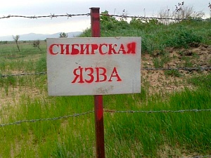 Россиян предупредили о вспышке сибирской язвы на Украине Россиян предупредили о вспышке сибирской язвы на Украине