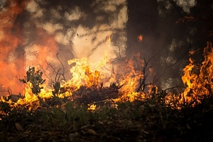 В Греции более десяти человек арестовали за причастность к лесным пожарам