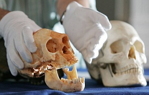 В Болгарии нашли самые древние в Европе останки Homo sapiens В Болгарии нашли самые древние в Европе останки Homo sapiens