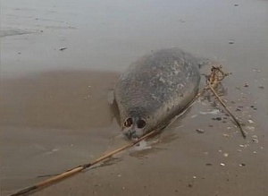 На берегу Каспийского моря нашли мёртвых тюленей На берегу Каспийского моря нашли мёртвых тюленей