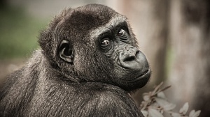 Учёные планируют создать гибрид обезьяны и человека