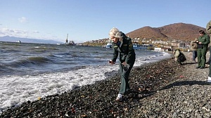 Причиной массовой гибели морских животных на Камчатке назвали водоросли Причиной массовой гибели морских животных на Камчатке назвали водоросли