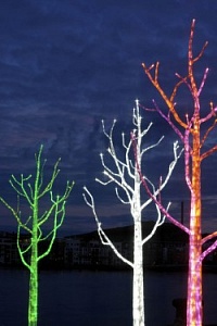 Ученые научили деревья светиться