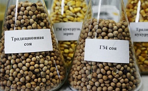 Минсельхоз выступил за упрощённый допуск ГМО в Россию