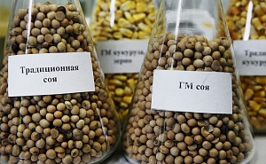 Минсельхоз выступил за упрощённый допуск ГМО в Россию Минсельхоз выступил за упрощённый допуск ГМО в Россию
