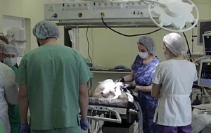 Нейрохирурги в Сочи вживили обезьяне в мозг чип для восстановления зрения Нейрохирурги в Сочи вживили обезьяне в мозг чип для восстановления зрения
